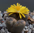 2" Lithops Mimicry plant photo