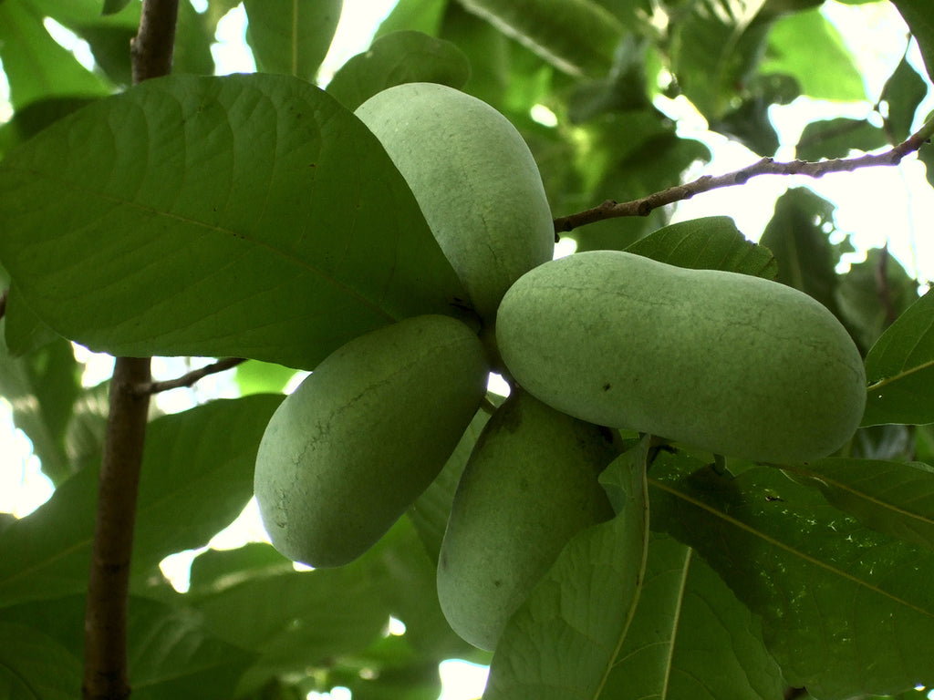 Native Paw Paw 