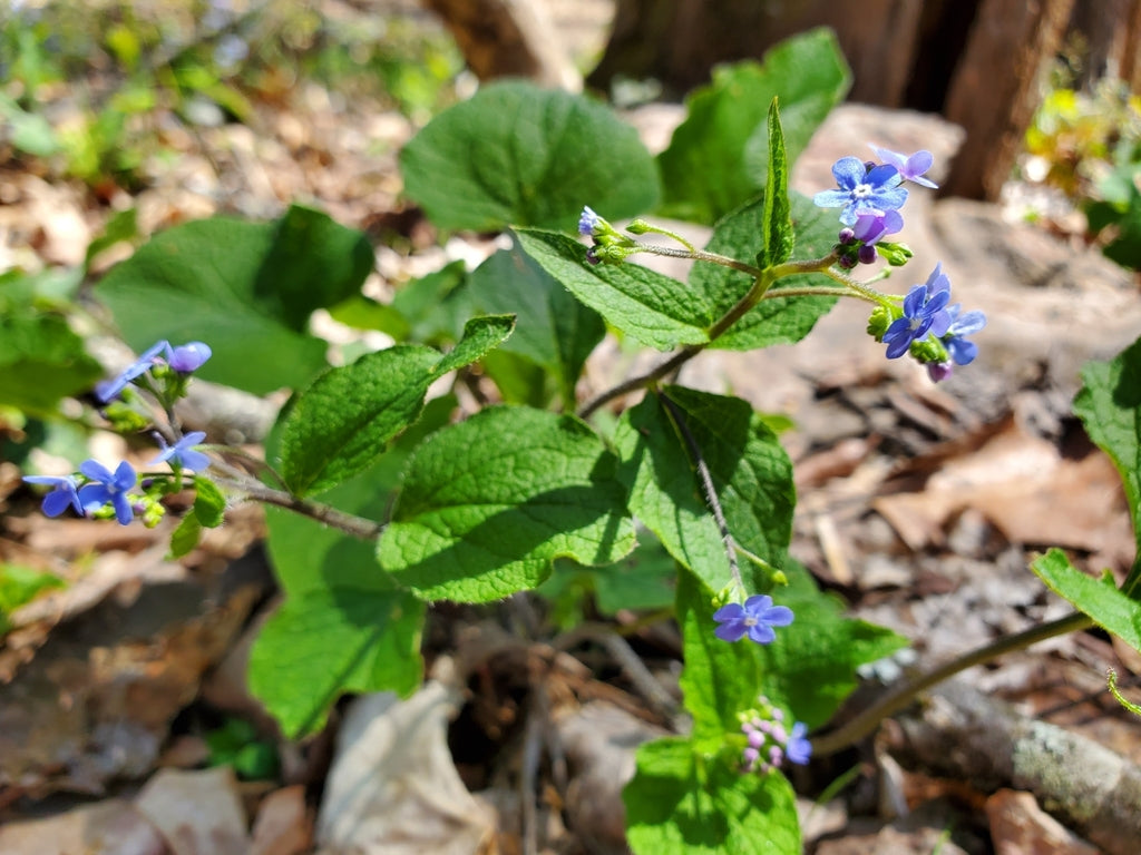 Bugloss &