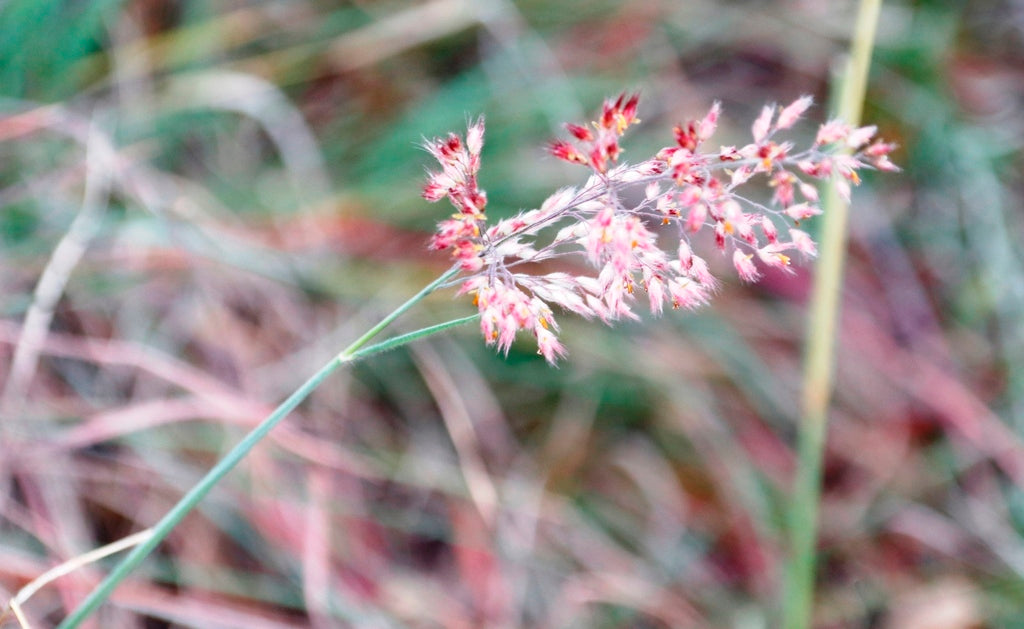 Savannah Ruby Grass 