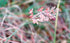 Savannah Ruby Grass 