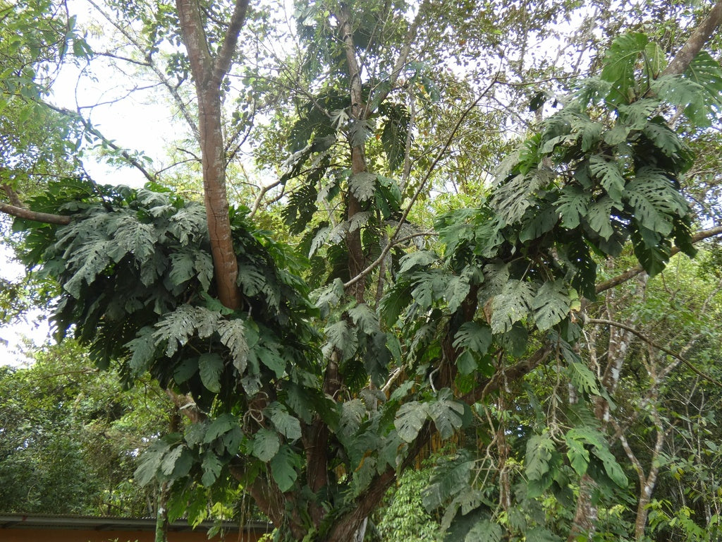 6" Monstera Dubia plant photo