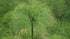 Papyrus Grass 4" plant photo