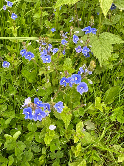 Trehane Speedwell 1qt plant photo