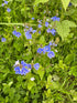Trehane Speedwell 1qt plant photo