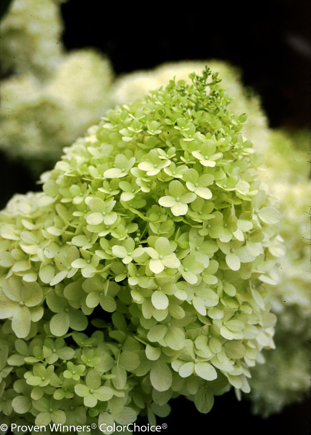 Hydrangea &