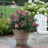 Hydrangea &