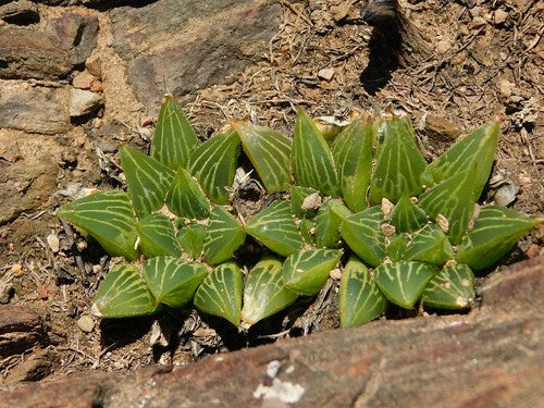 3" Haworthia plant photo