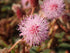 4" Sensitive Plant (Mimosa pudica) plant photo