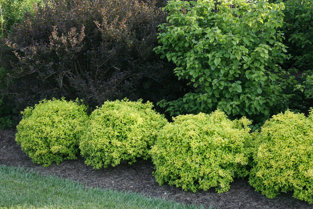 Barberry &