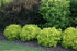 Barberry &