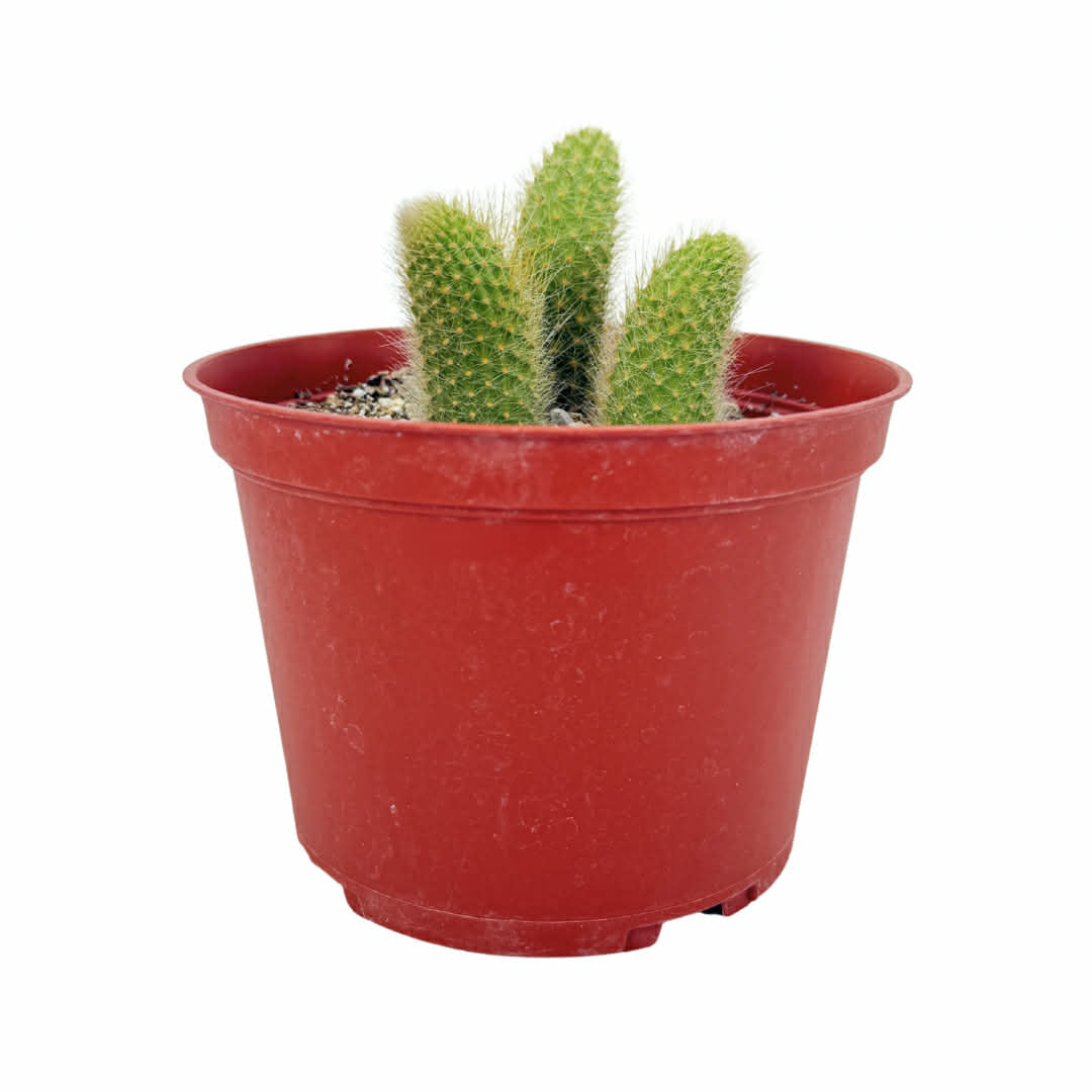 6" Cactus Foxtail plant photo