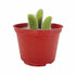 4" Cactus Monkey Tail plant photo
