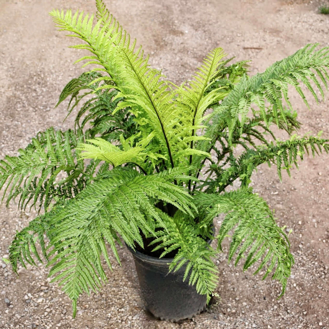 8" Fern Mother plant photo