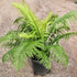 8" Fern Mother plant photo
