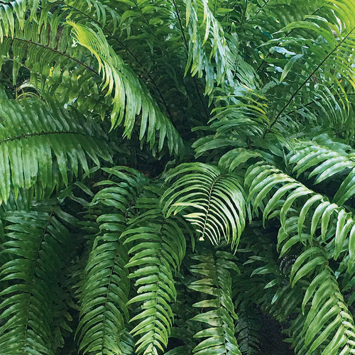 8" Fern Tiger plant photo