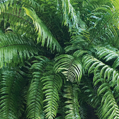 8" Fern Tiger plant photo