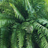8" Fern Tiger plant photo