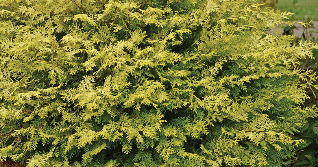 False Cypress &