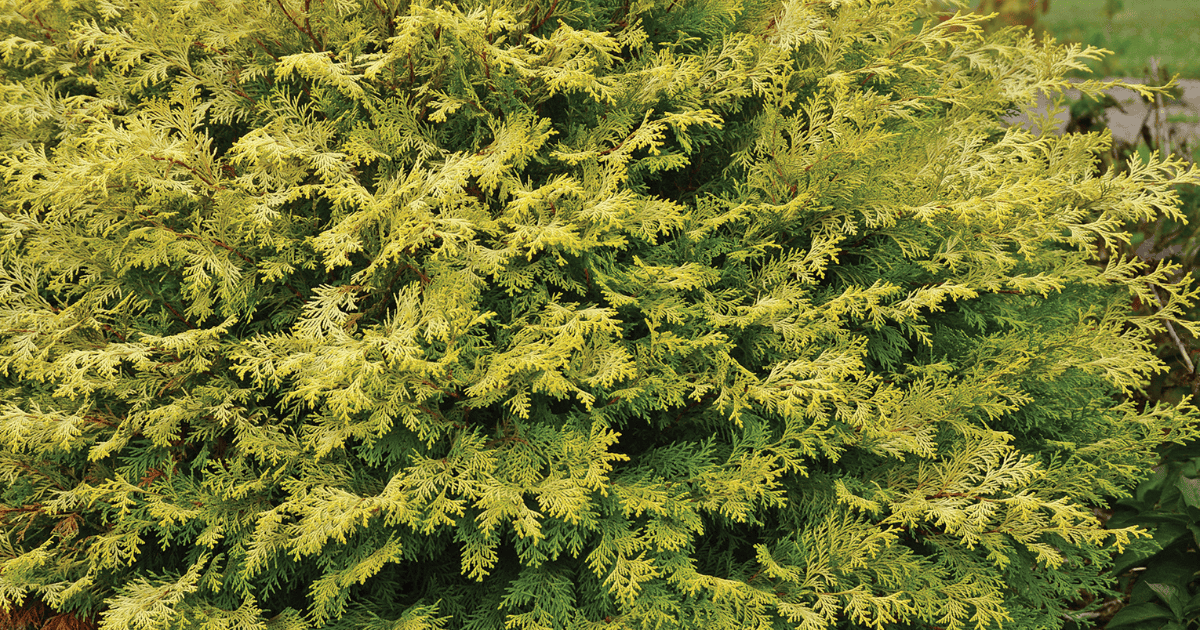 False Cypress &