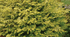 False Cypress &