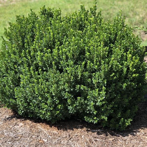 Boxwood &