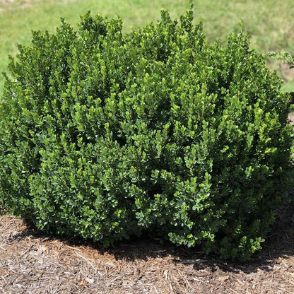 Boxwood &