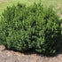 Boxwood &