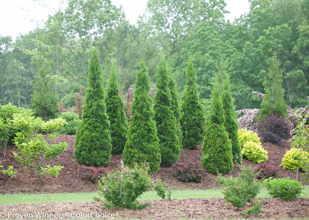 Arborvitae &