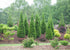 Arborvitae &