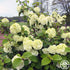 Viburnum &