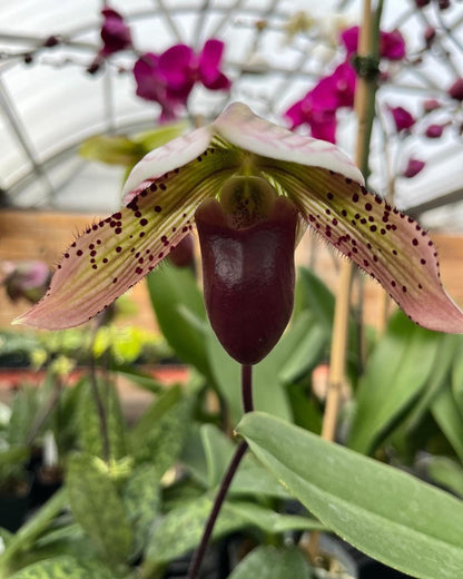 4" Orchid