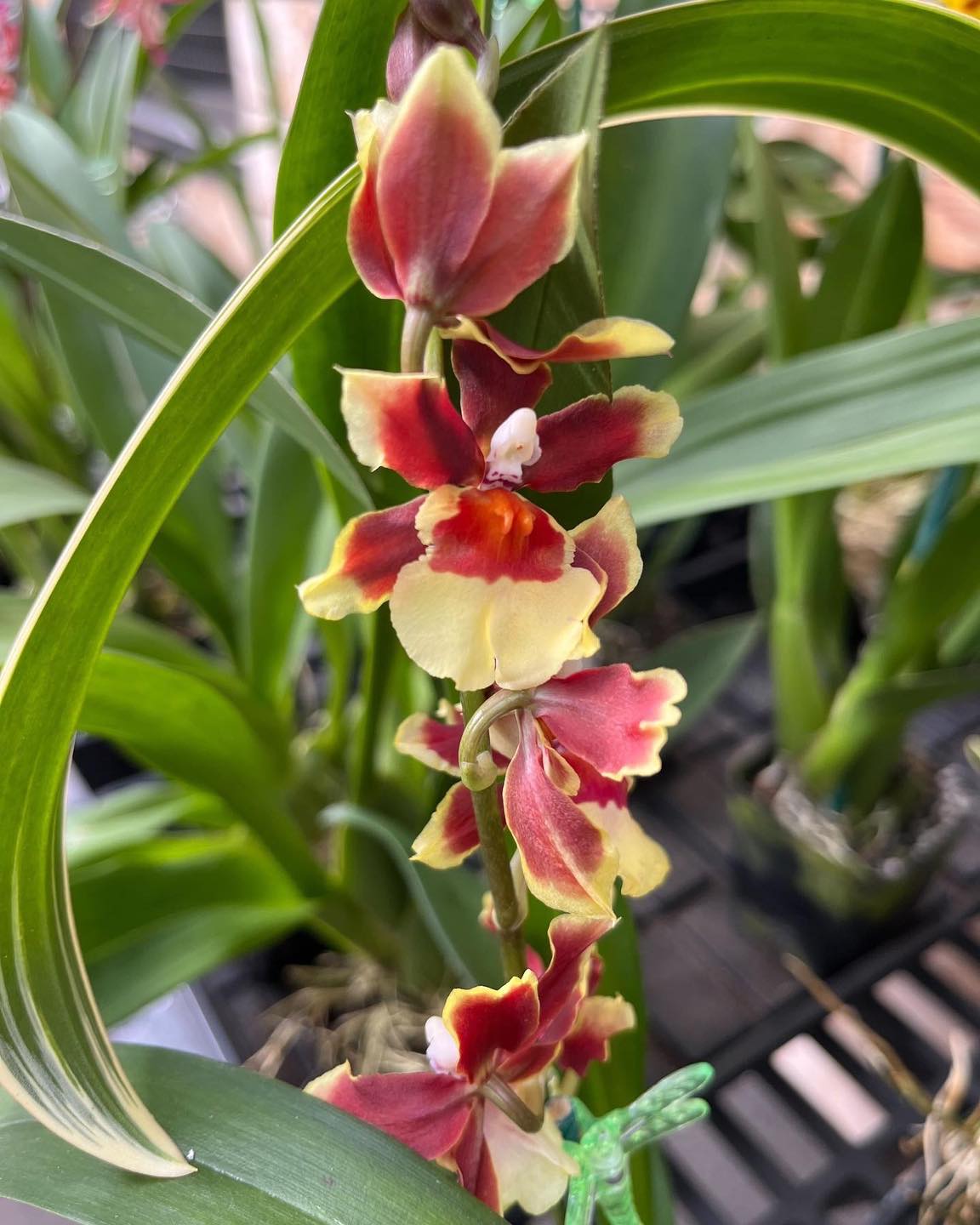 4" Orchid