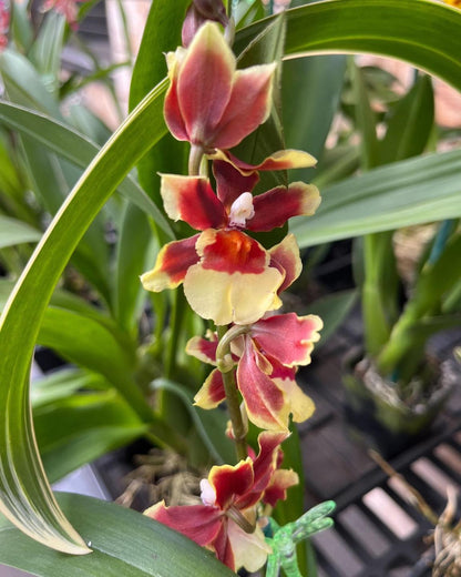 4" Orchid