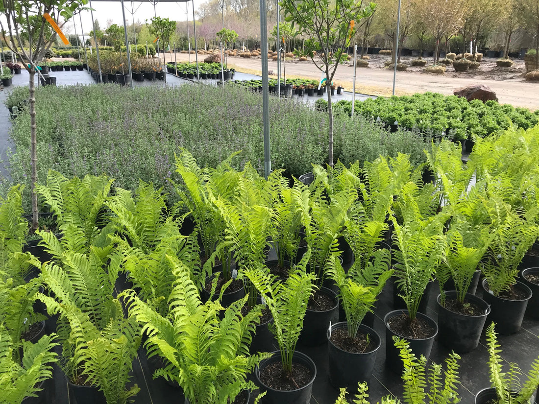 Fern Matteuccia struth Ostrich 1 gal plant photo