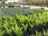 Fern Matteuccia struth Ostrich 1 gal plant photo