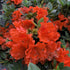 Azalea &