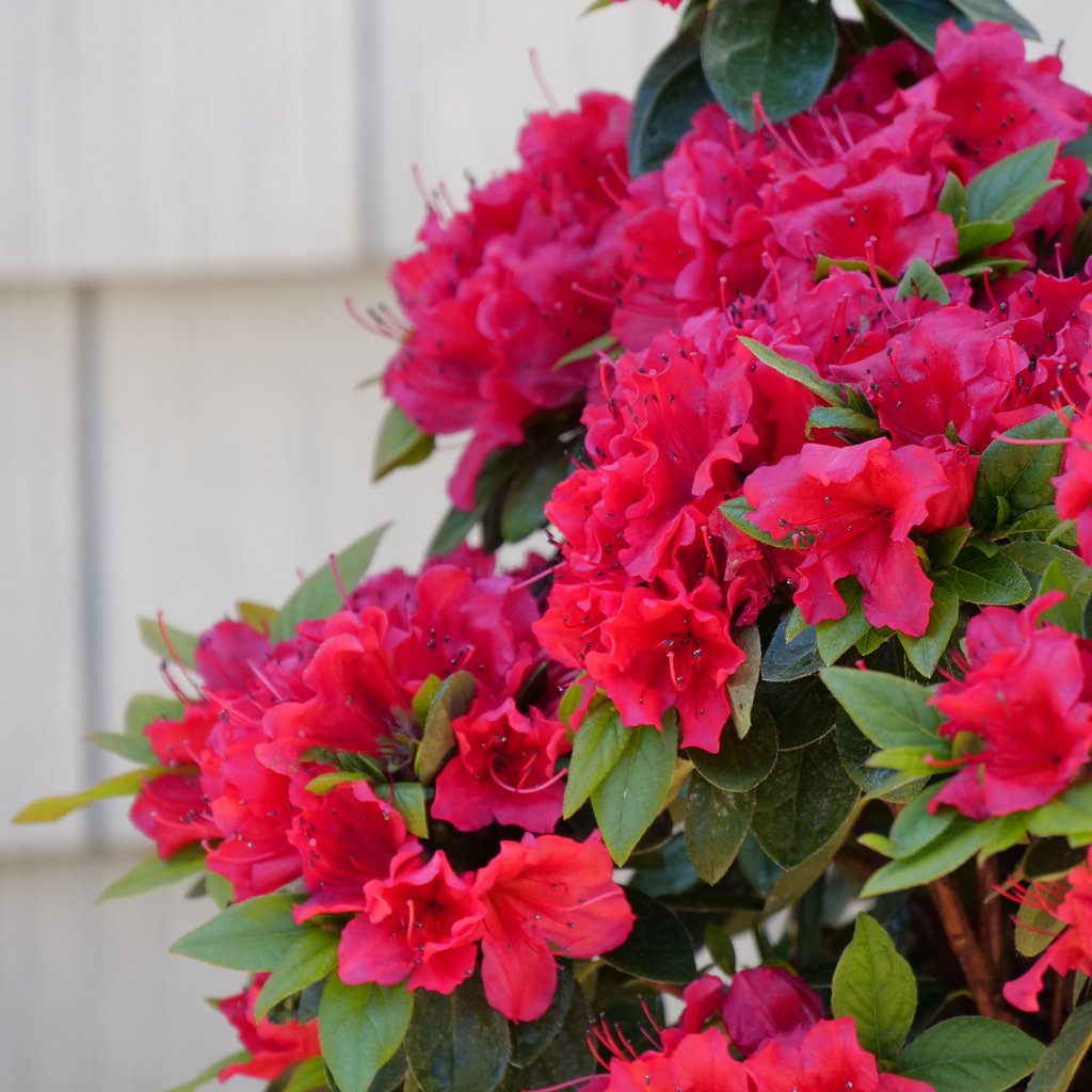 Azalea &