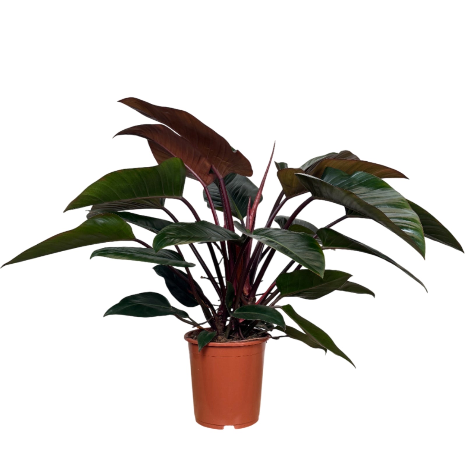 10" Philodendron Red Congo plant photo