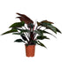 10" Philodendron Red Congo plant photo