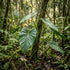 4" Philodendron Domesticum plant photo