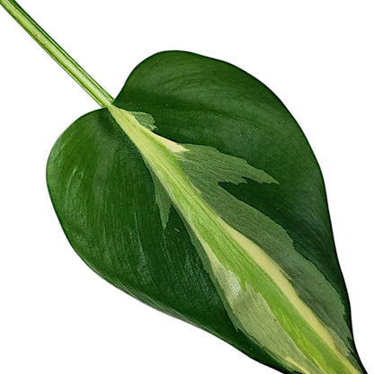6" Philodendron Cream Splash plant photo