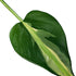 6" Philodendron Cream Splash plant photo