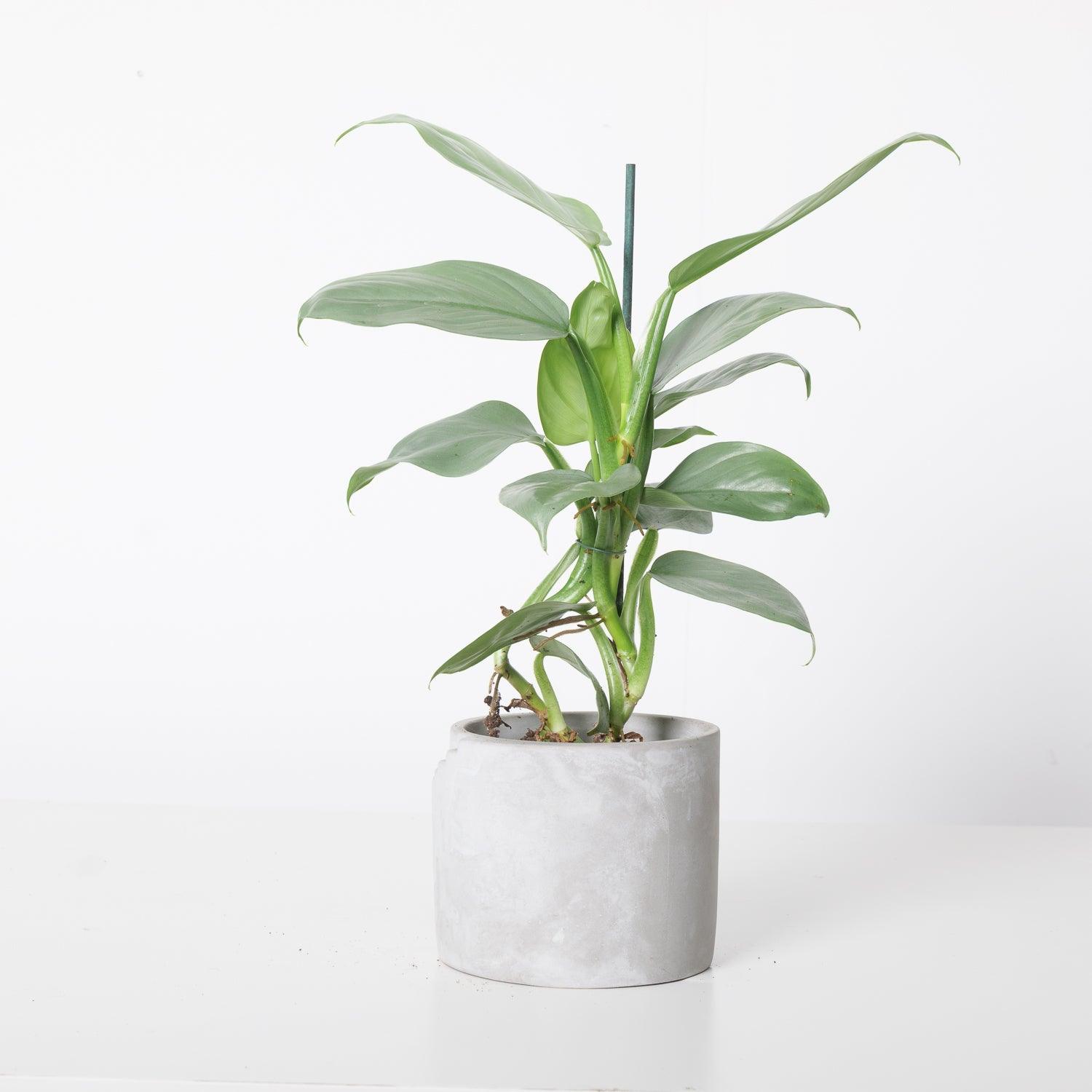 4" Philodendron Silver Sword plant photo