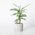 4" Philodendron Silver Sword plant photo