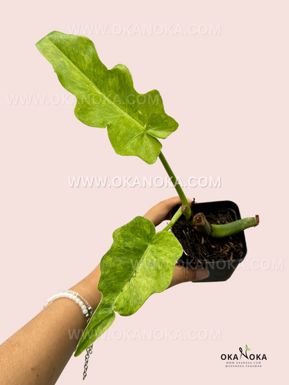 10" Philodendron Bob Cee Variegated plant photo