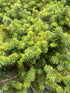 Spruce Pumila 