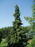 Spruce &