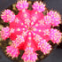 2" Cactus Grafted plant photo