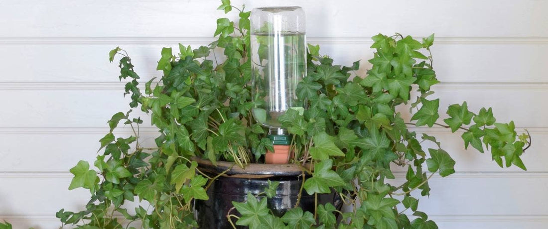 Plant Nanny Watering Stake (Small) - 6.99 product photo